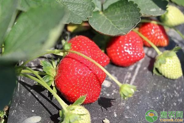 红颜草莓价格多少钱一斤？红颜草莓的栽培技术有哪些？