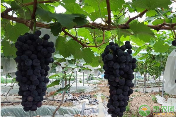 夏黑葡萄价格多少钱一斤？夏黑葡萄的栽培技术有哪些？