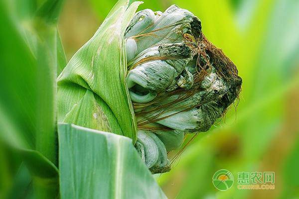 玉米长的瘤状“灰包”是什么？对产量有什么影响？该如何防治？