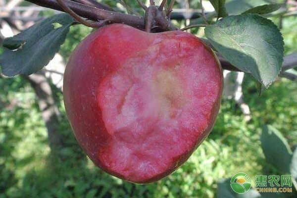 红肉苹果树苗价格多少钱一株？如何才能选择到纯正的果苗？