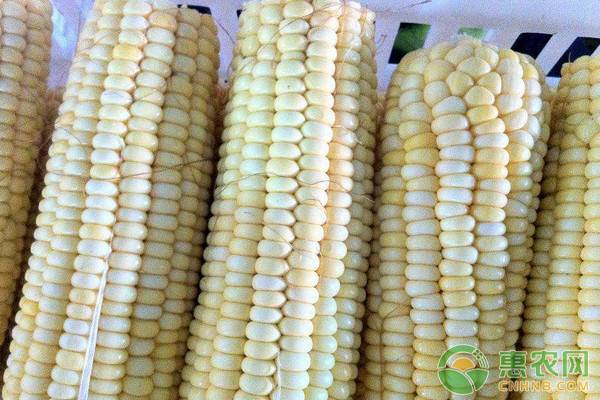 新型玉米的优良品种介绍