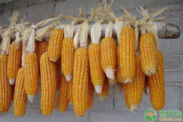 东北玉米最新价格是多少?东北玉米当前的市场行情分析