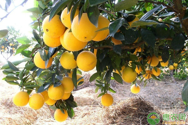 橙子价格多少钱一斤？橙子的种植技术有哪些？