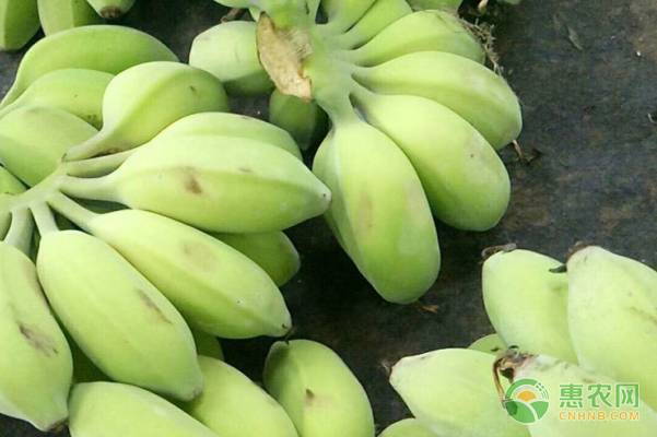 苹果蕉价格多少钱一斤？在什么季节定植最适宜？