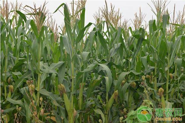 2019年10月份全国玉米价格最新行情预测及分析