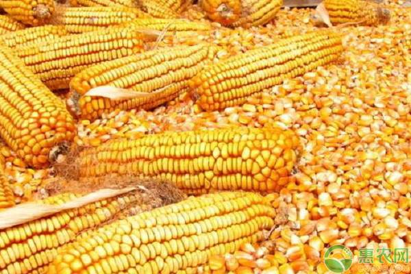 行情 | 10月18日临储玉米拍卖将暂停，玉米价格会上涨吗？