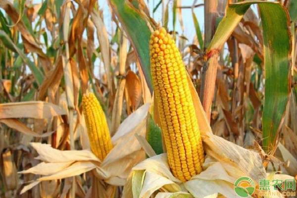 行情 | 10月18日临储玉米拍卖将暂停，玉米价格会上涨吗？