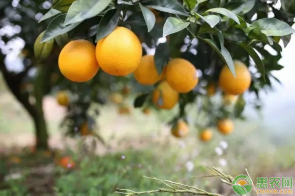橙子什么季节成熟？如何挑选甜而多汁的橙子？