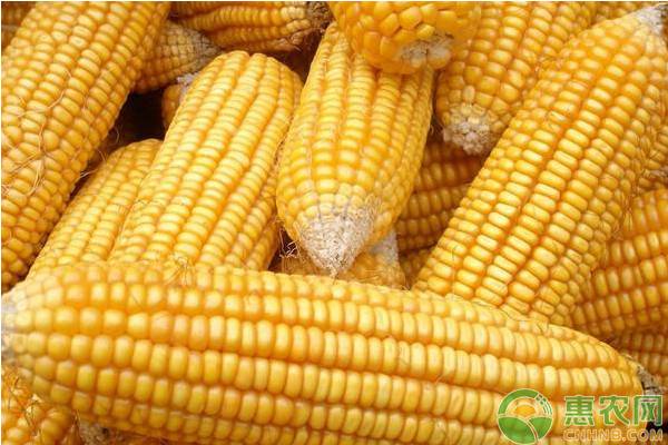今日玉米价格多少钱一斤？10月26日全国玉米价格行情分析