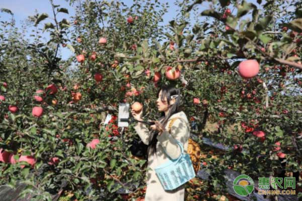2019宜川苹果品鉴会成功举行 全国采购商下单3100吨