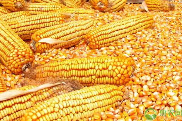 2020年玉米价格多少钱一斤？能涨到1.2元/斤吗？