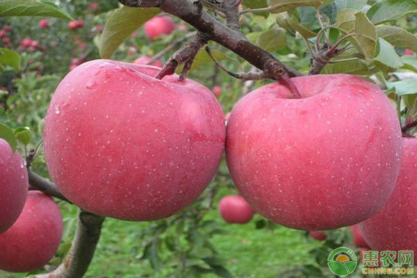 品质优良的苹果品种介绍