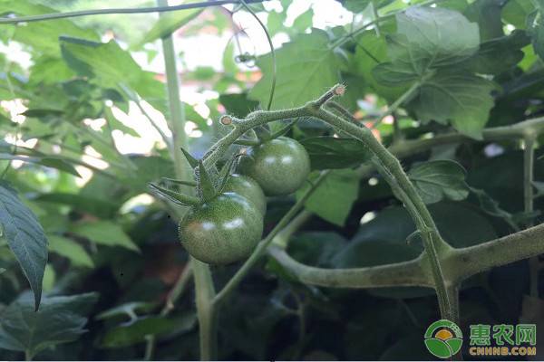 番茄新品种及其生长特性介绍