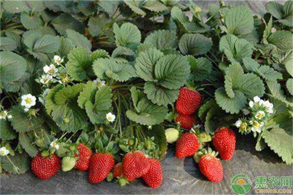 六大优质草莓产地品种介绍