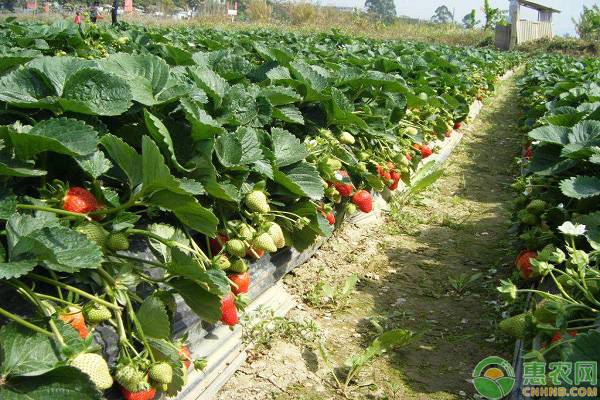 六大优质草莓产地品种介绍