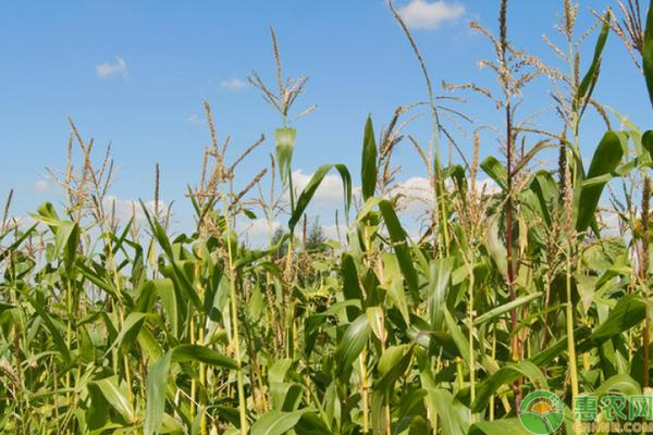 2020年玉米种植效益分析，玉米种植有何补贴？