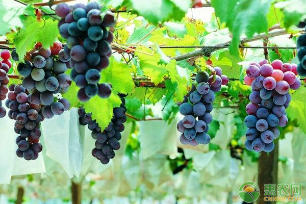 中国酿酒葡萄品种介绍