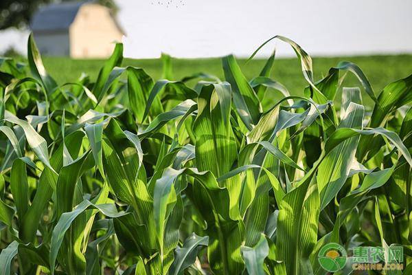 玉米市场价格下跌，主要是受这四个因素影响！