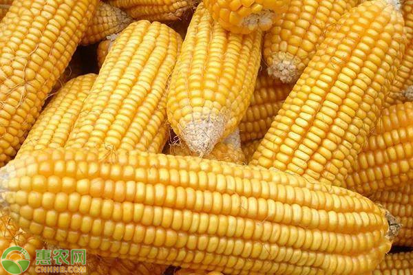 山东单县玉米多少钱一斤？影响玉米价格因素有哪些？
