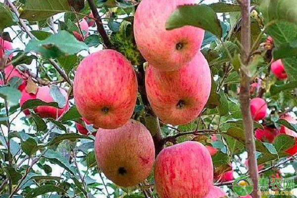 甘肃宁县苹果多少钱一斤？甘肃最好吃的苹果在哪里？