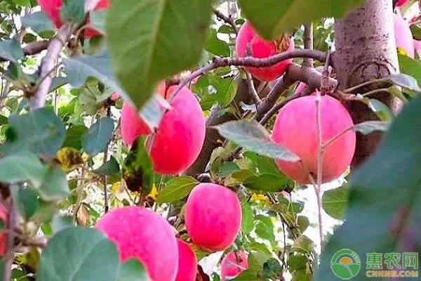 甘肃宁县苹果多少钱一斤？甘肃最好吃的苹果在哪里？