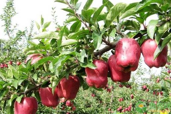 甘肃天水苹果最新报价，为何今年天水花牛苹果偏低？