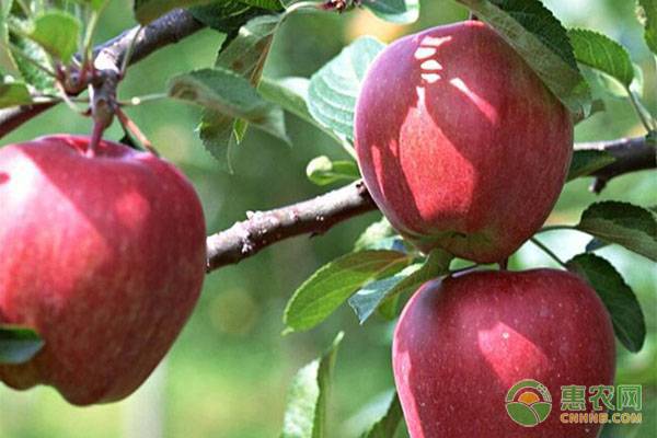 山东威海地区苹果价格多少钱一斤？附苹果行情走势分析