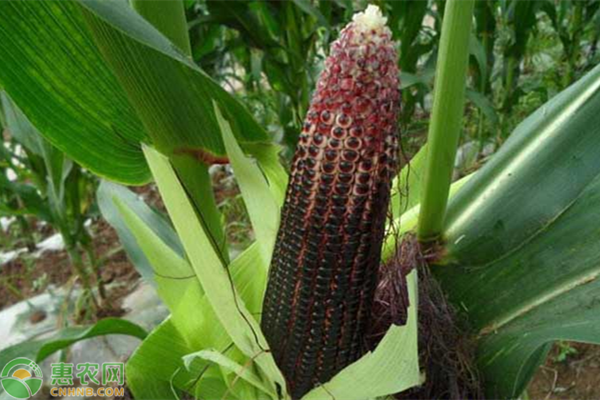 黑玉米价格多少钱一斤？黑玉米种植前景及效益分析