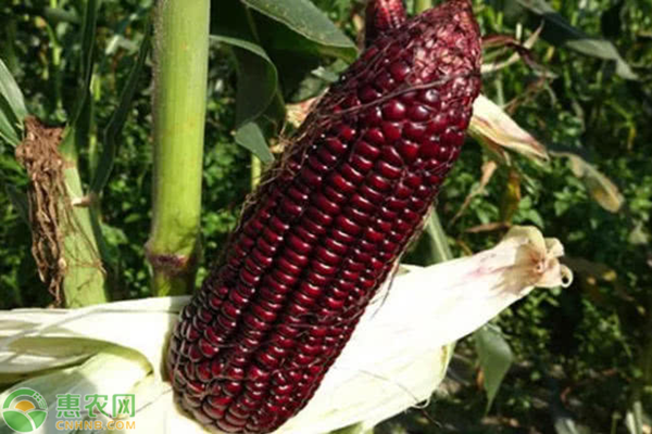 黑玉米价格多少钱一斤？黑玉米种植前景及效益分析