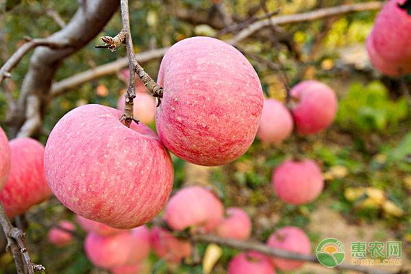 种植苹果的前景怎么样？种植成本及种植收益如何？