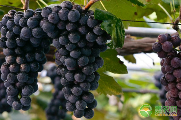 值得种植的优质葡萄品种