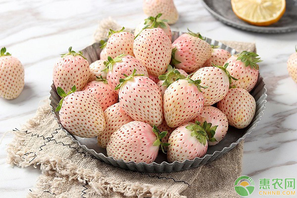 白草莓价格多少钱一斤？白草莓为什么这么贵？