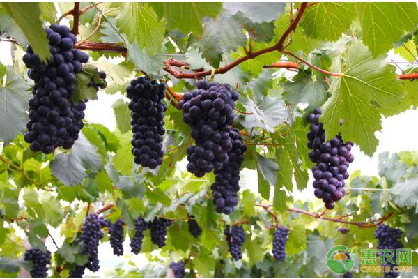 中国常见葡萄品种介绍