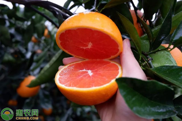 血橙几月份成熟上市？血橙与普通橙子的区别有哪些？