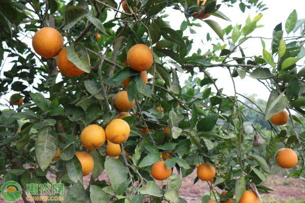 血橙几月份成熟上市？血橙与普通橙子的区别有哪些？