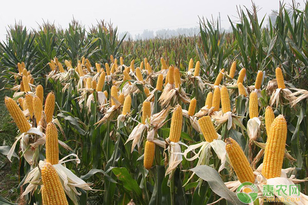 2020年乌兰察布玉米补贴有多少？哪些情况不能领取？