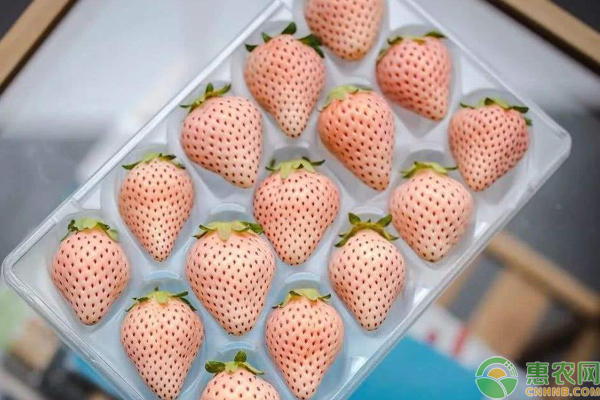 日本草莓卖出900元一颗天价！网友：贫穷限制了我的想象！