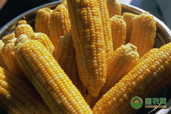 玉米采购价格多少钱一斤？影响玉米行情的因素主要有哪些？