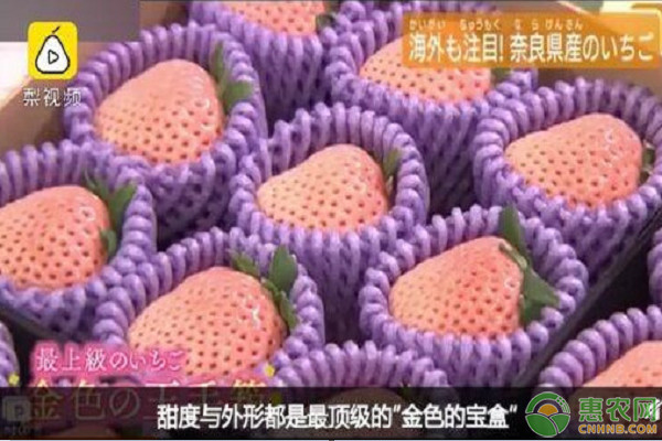 日本天价草莓一颗900元！什么草莓这么贵？和普通草莓的区别在哪？