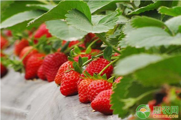 日本天价草莓一颗900元！什么草莓这么贵？和普通草莓的区别在哪？