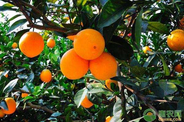 中国哪里的橙子最出名最好吃？看看你的家乡上榜没！