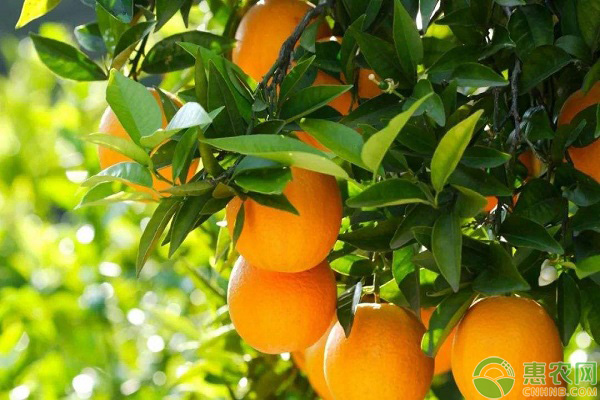 中国哪里的橙子最出名最好吃？看看你的家乡上榜没！
