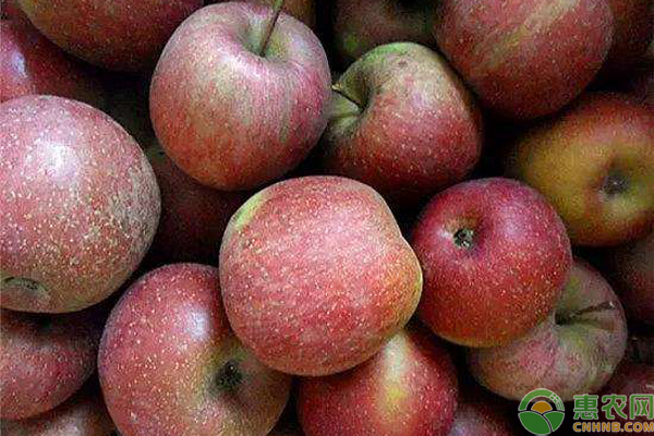 大凉山丑苹果是什么品种？产地是哪？多少钱一斤？