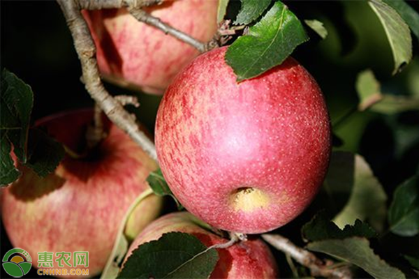 丑苹果是粉的还是脆的？脆苹果和粉苹果有什么区别？