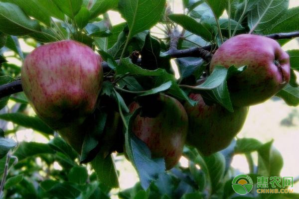 国内好吃的苹果品种介绍
