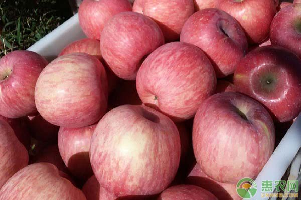 白水苹果多少钱一斤？白水苹果为什么优质高产？
