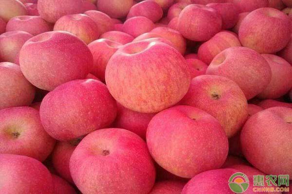 2020年红富士苹果多少钱一斤？春节前后红富士苹果行情分析