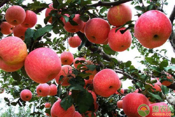 2020年红富士苹果多少钱一斤？春节前后红富士苹果行情分析
