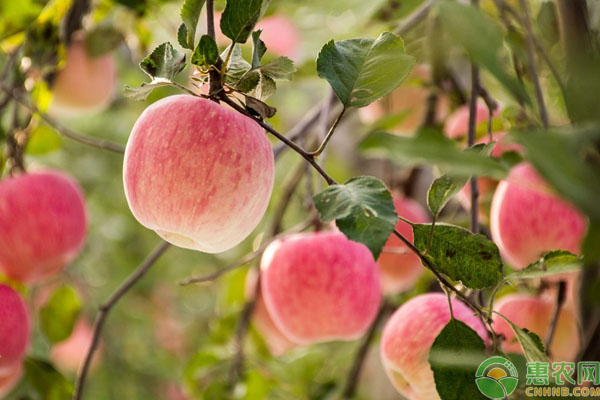 白水苹果为什么出名？白水苹果和洛川苹果哪个好？