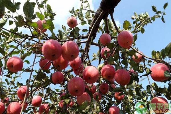 红富士苹果哪里的最好吃？挑选红富士苹果的八个技巧！
